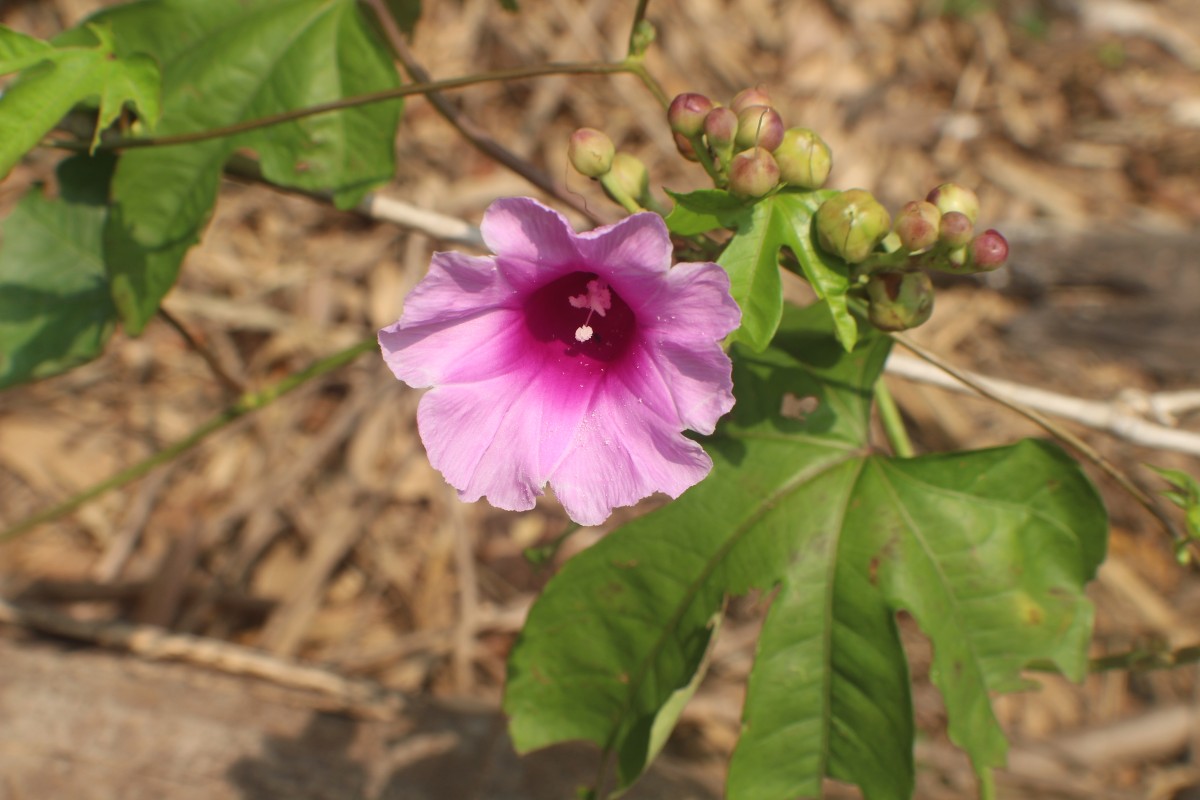 Ipomoea mauritiana Jacq.